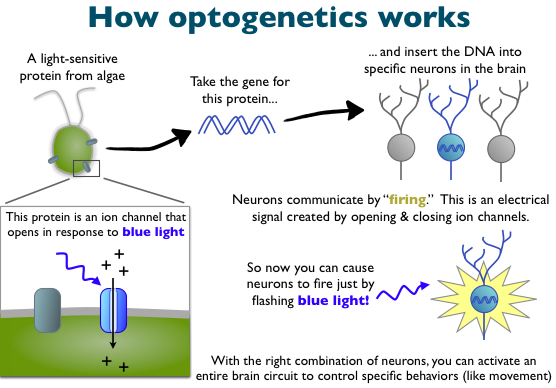Marcodevisser.com_Optogenetics_How it Works