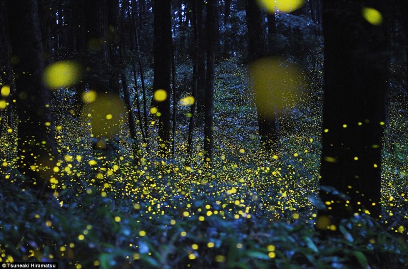 Marcodevisser.com_Lighting Up the Night_Fireflies_3