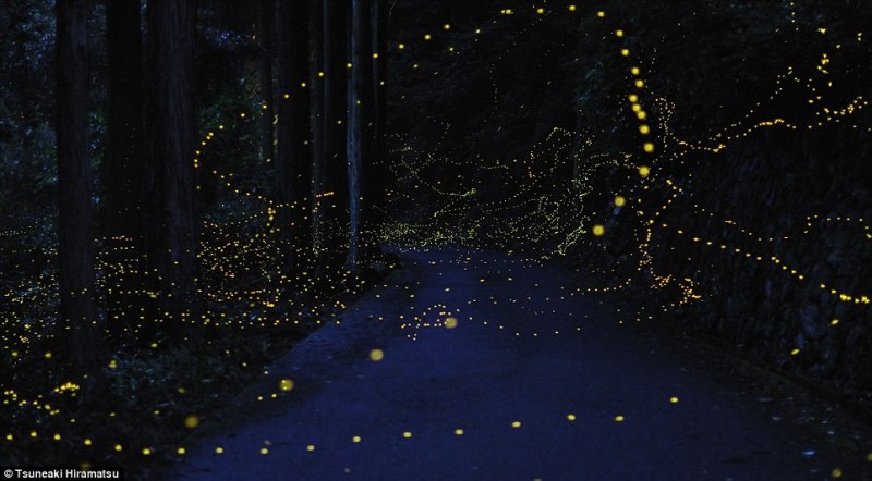 Marcodevisser.com_Lighting Up the Night_Fireflies_4